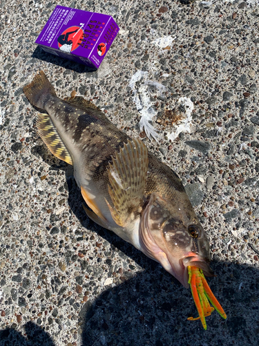 アイナメの釣果