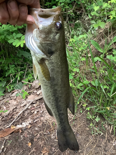 ラージマウスバスの釣果