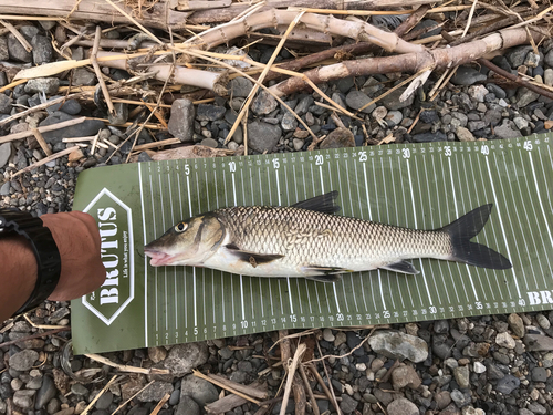 ニゴイの釣果