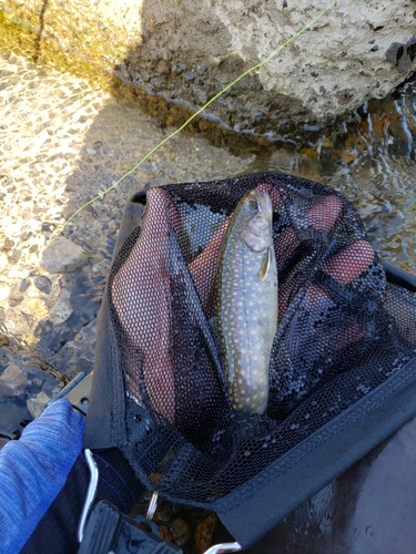 イワナの釣果