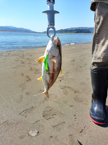 ショゴの釣果