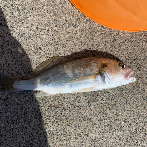 シログチの釣果