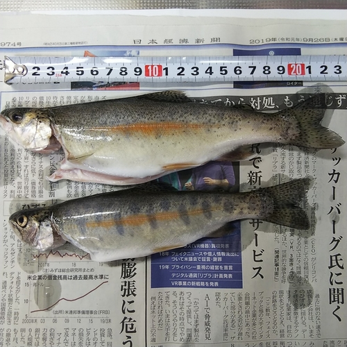 ニジマスの釣果