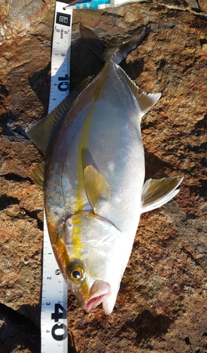 ショゴの釣果