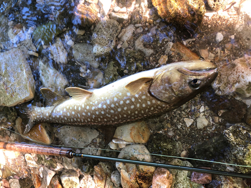 アメマスの釣果