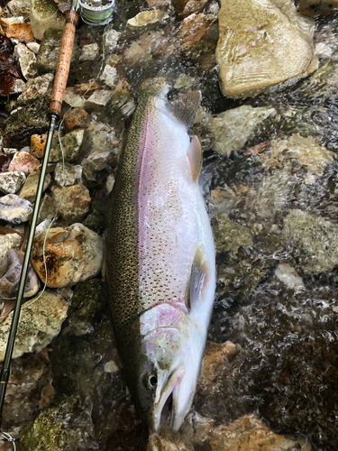 ニジマスの釣果