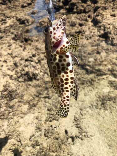 イシミーバイの釣果