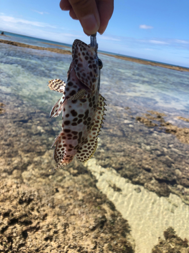 イシミーバイの釣果