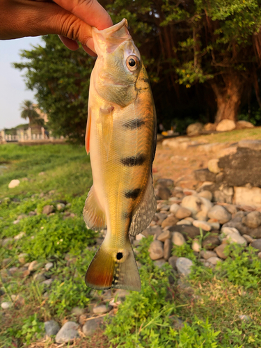 ピーコックバスの釣果