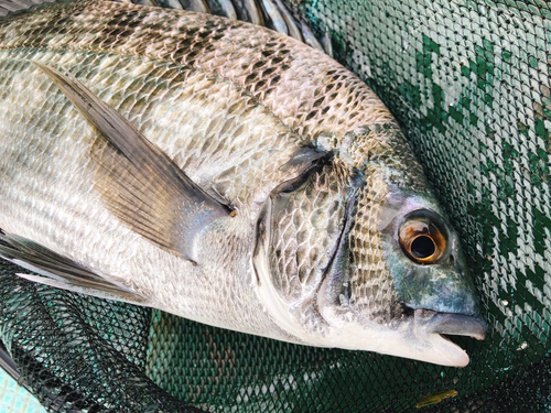 チヌの釣果