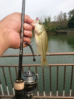 ラージマウスバスの釣果