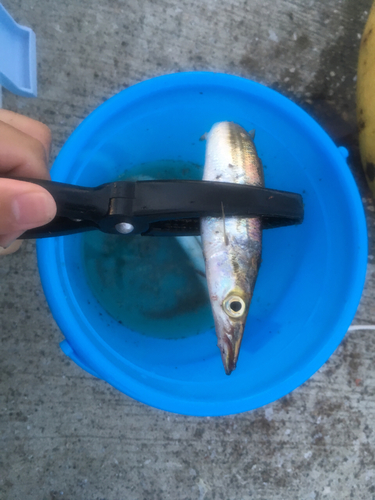 カマスの釣果