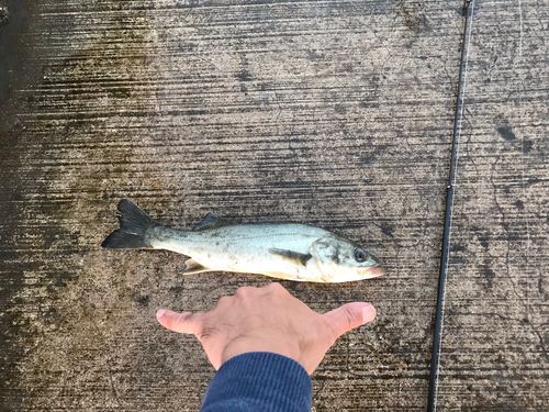 セイゴ（マルスズキ）の釣果