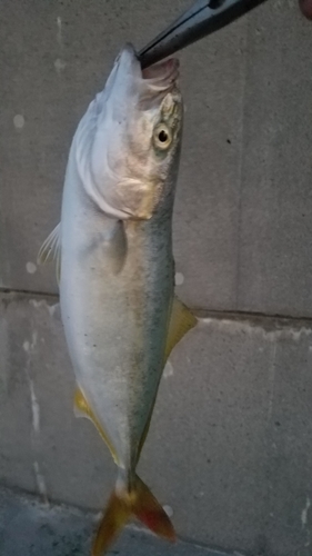 ワカシの釣果