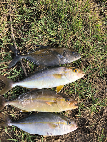 カンパチの釣果