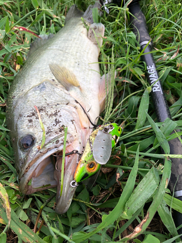 ブラックバスの釣果