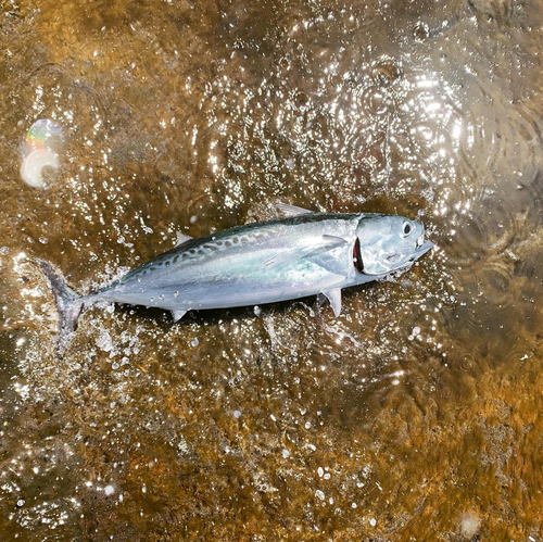 ヒラソウダの釣果