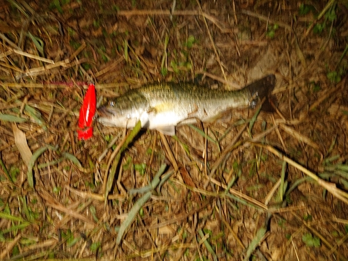 ブラックバスの釣果