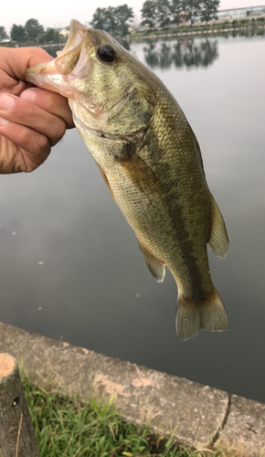 ラージマウスバスの釣果