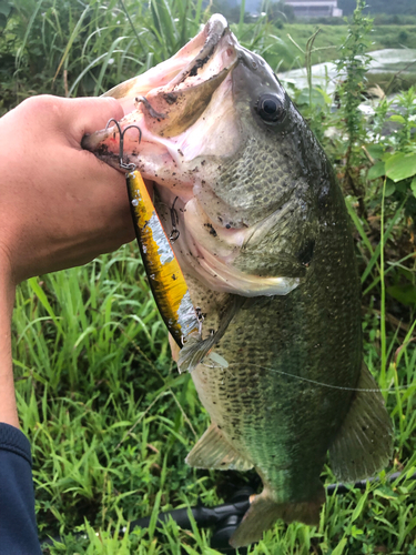 ブラックバスの釣果