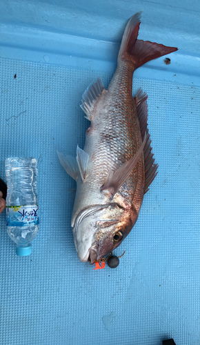 タイの釣果