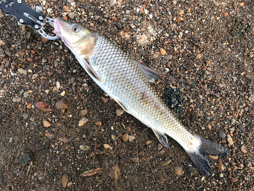 コイの釣果