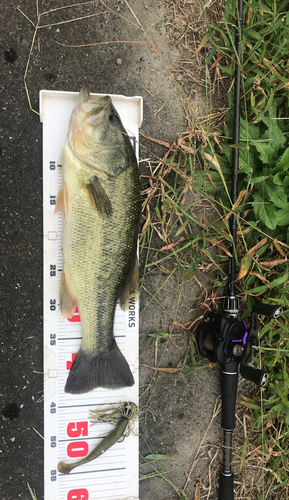 ブラックバスの釣果