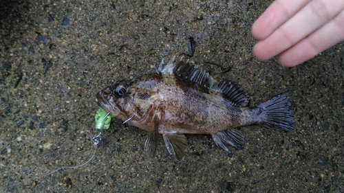 ムラソイの釣果