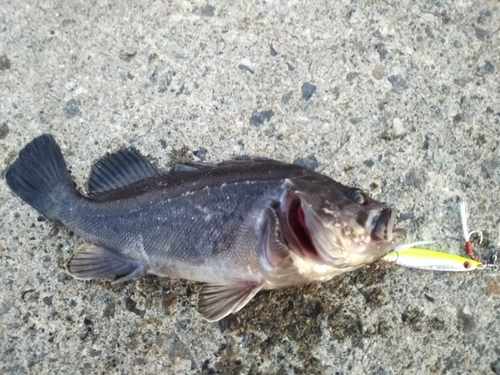 クロソイの釣果