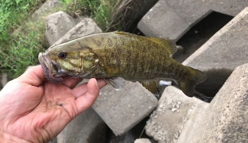 スモールマウスバスの釣果