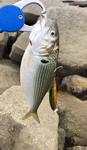 コノシロの釣果