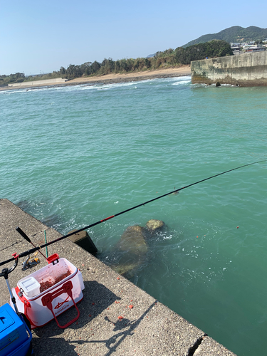 オナガグレの釣果