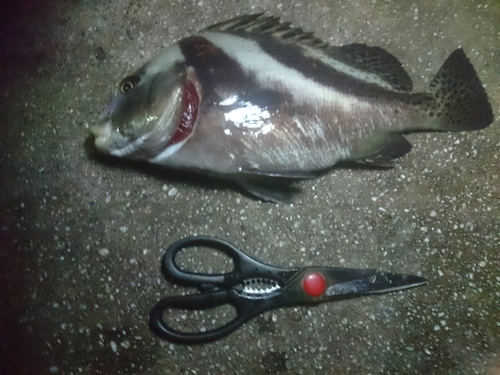 コショウダイの釣果