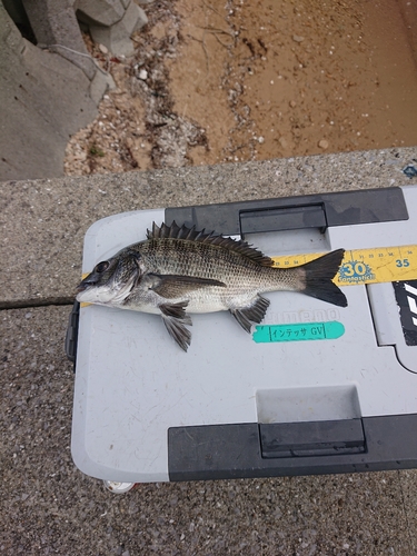 クロダイの釣果