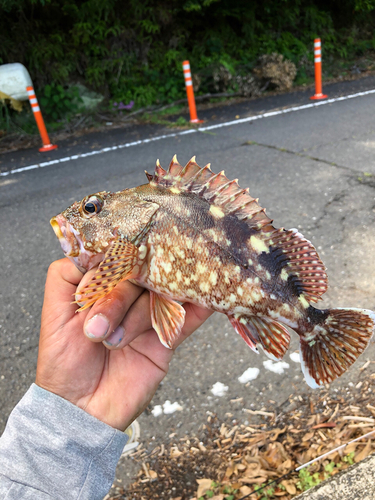 カサゴの釣果