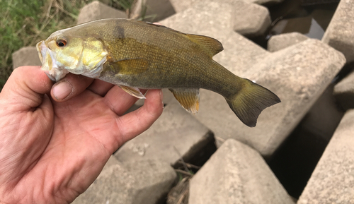 スモールマウスバスの釣果