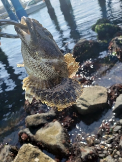 カジカの釣果