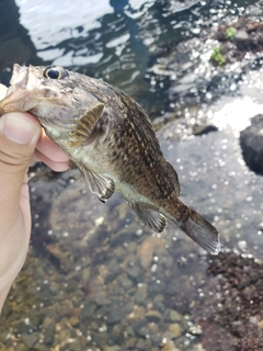 クロソイの釣果