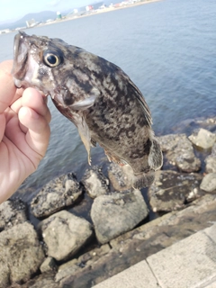 クロソイの釣果