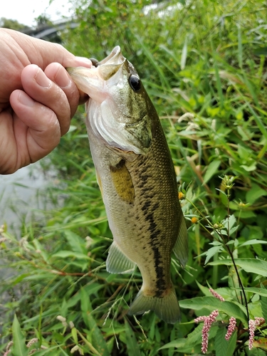 ラージマウスバスの釣果