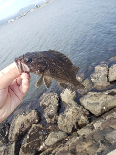 クロソイの釣果