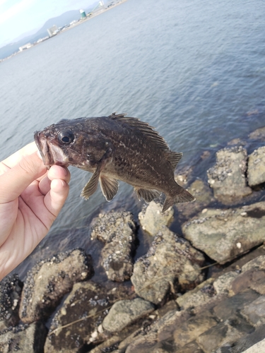 クロソイの釣果