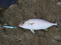 シオの釣果