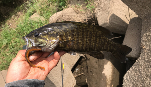 スモールマウスバスの釣果