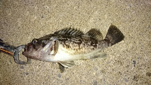 クロソイの釣果