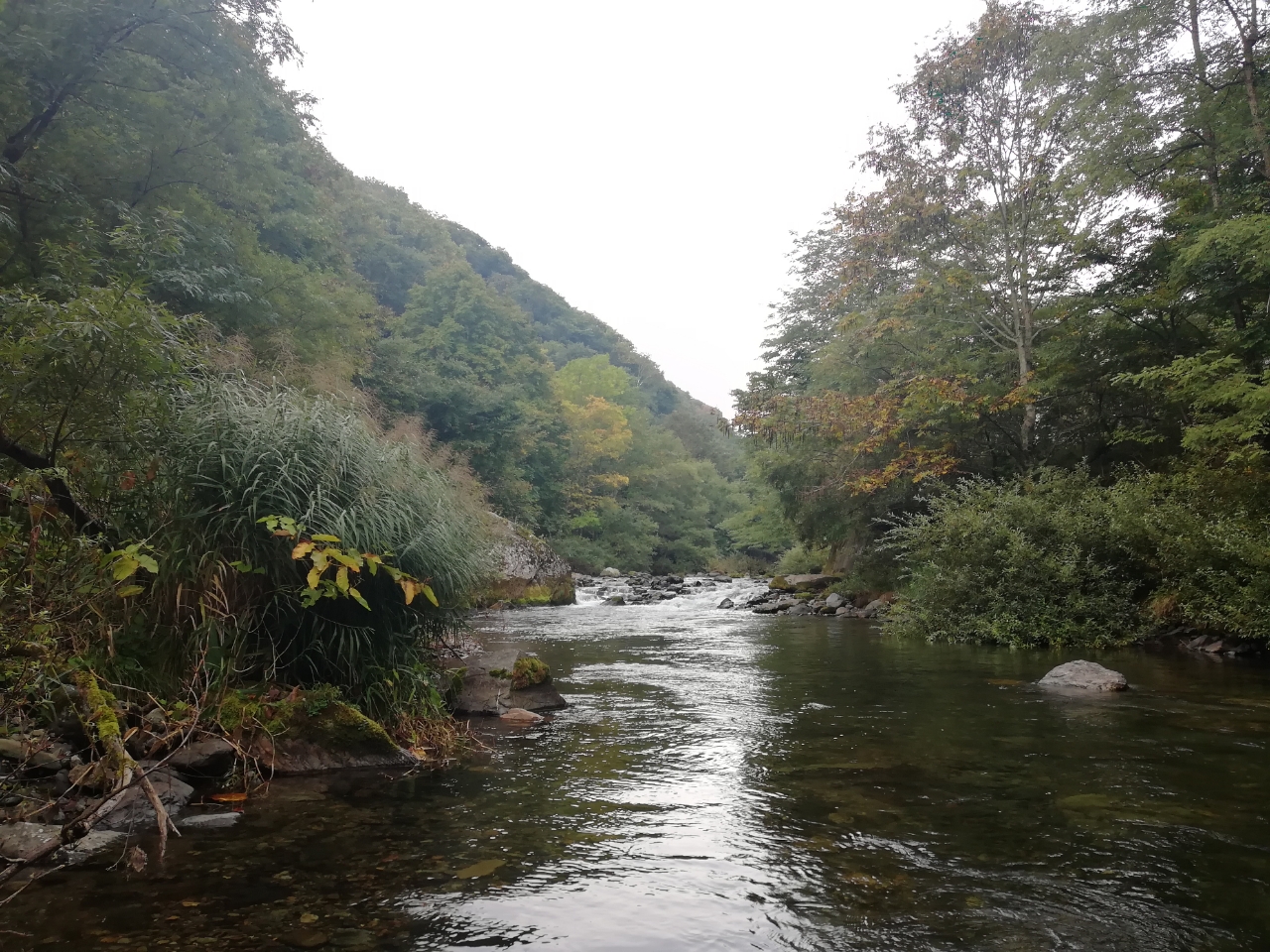 イワナ