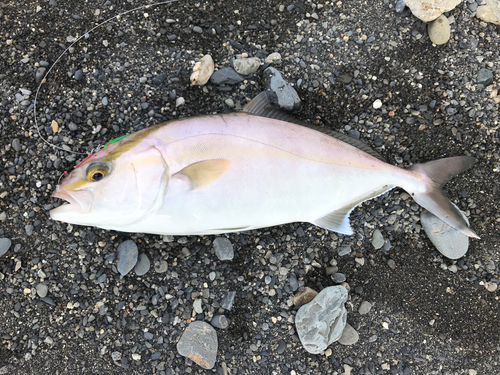 ショゴの釣果