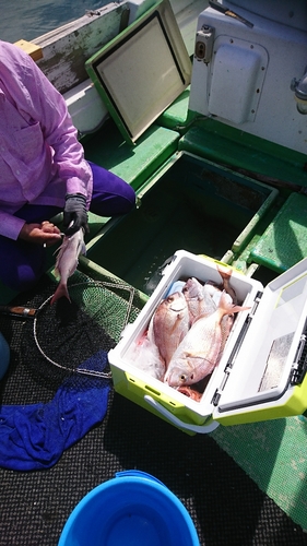 マダイの釣果