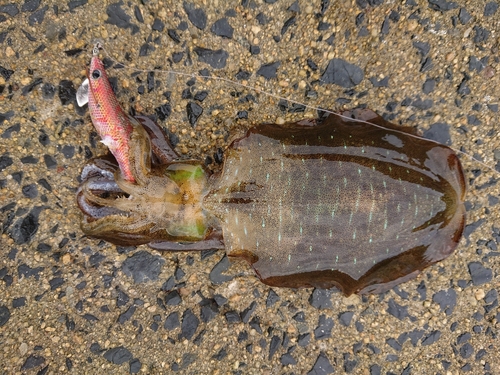 アオリイカの釣果