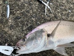 オオニベの釣果